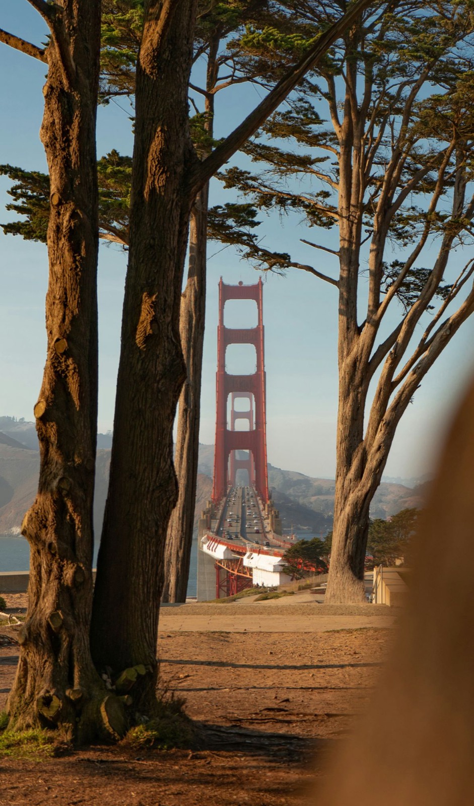 Golden Gate Bridge tower framed by cypress trees
