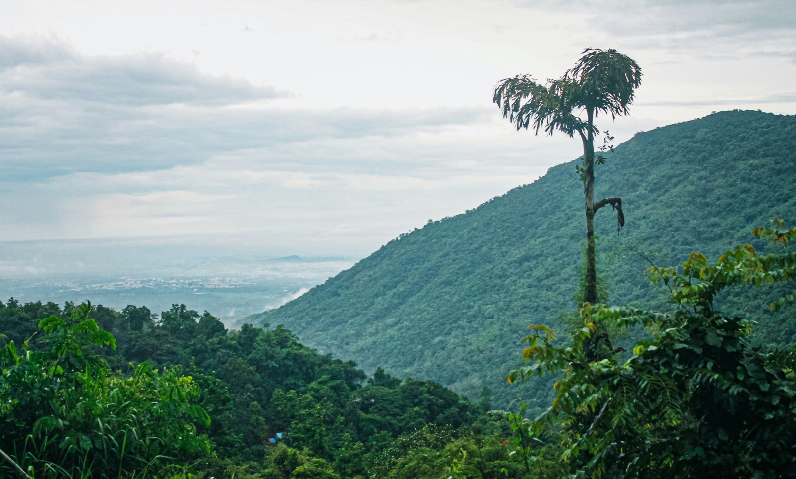 A lone tall tree rising above a forested mountainside, mist in the valley below